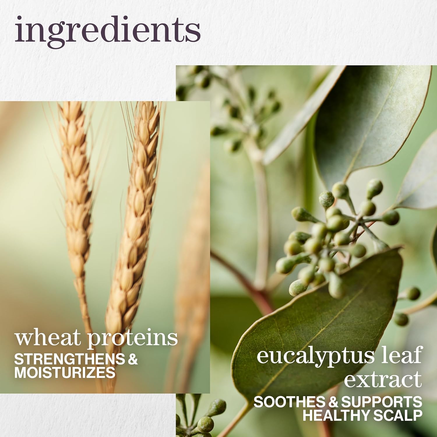 Pureology Hydrate Sheer Nourishing Conditioner, For Fine, Colored & Dry Hair, Infused with Wheat Protein, Vitamin E & Eucalyptus Leaf Extract, Vegan & Sulfate-Free Formula